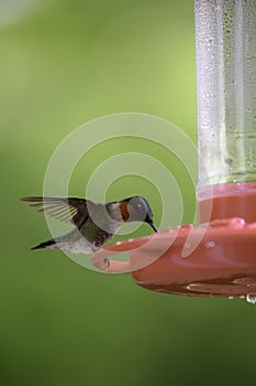 Portrait of a male Ruby Throated Hummingbird