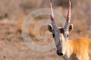 Portrait of male Saiga antelope or Saiga tatarica