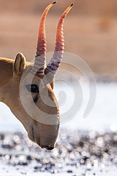Portrait of male Saiga antelope or Saiga tatarica