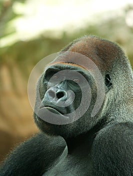 Portrait of a male silverback gorilla