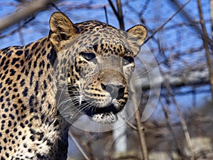 Portrait of a male Sri Lanka Leopard, Panthera pardus kotiya