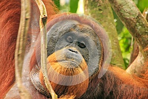 Portrait of male Sumatran orangutan in Gunung Leuser National Pa