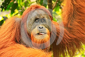 Portrait of male Sumatran orangutan in Gunung Leuser National Pa photo