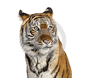 Portrait of a male tiger`s head, big cat, isolated