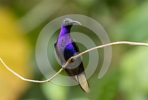 Portrait of male Violet Sabrewing hummingbird, Panama