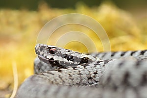 Portrait of male Vipera berus