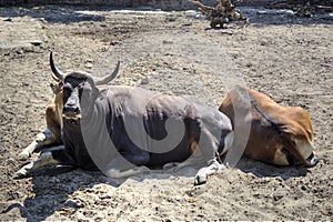 Portrait Of A Male Water Cobo Lying Down In The Natural Park