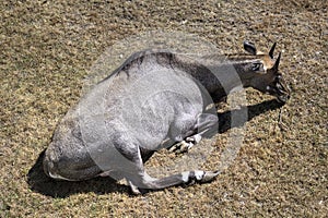 Portrait Of A Male Water Cobo Lying Down In The Natural Park