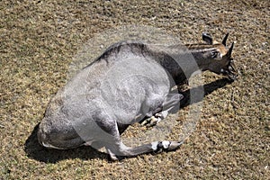 Portrait Of A Male Water Cobo Lying Down In The Natural Park