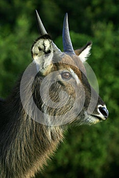 Portrait of a male waterbuck