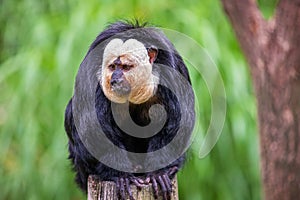 Portrait of male white-faced saki, golden-faced saki monkey