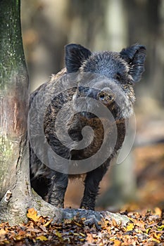Portrait male Wild-boar in autumn forest