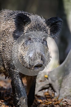 Portrait male Wild-boar in autumn forest