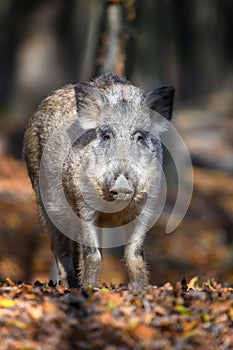 Portrait male Wild-boar in autumn forest