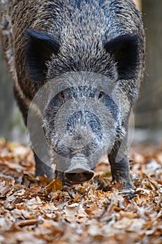 Portrait male Wild boar in autumn forest