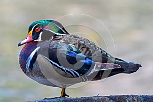 Portrait of a Male Wood Duck from the Left Side