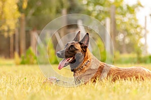 Portrait of a Malinois Belgian Shepherd dog lying on the grass