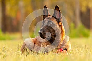 Portrait of a Malinois Belgian Shepherd dog lying on the grass