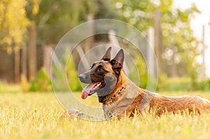 Portrait of a Malinois Belgian Shepherd dog lying on the grass
