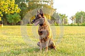 Portrait of a Malinois Belgian Shepherd dog sitting on the grass