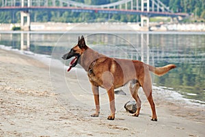 Portrait of a Malinois Belgian Shepherd dog standing on a beach