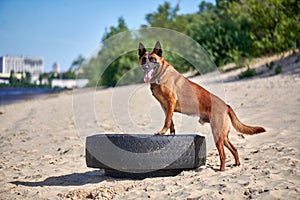 Portrait of a malinois belgian shepherd dog standing on a beach