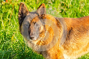 portrait of a malinois and german shepherd crossbreed adult dog