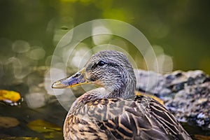 The Portrait of mallard Anas platyrhynchos dabbling duck waterfowl bird. Closeup of a female mallard duck in a pond or river water