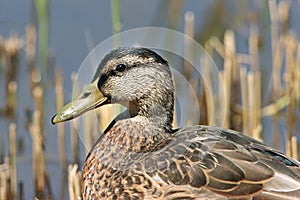 Portrait of a Mallard duck (Anas platyrhynchos)