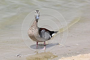 Portrait of a Mallard duck at the lake