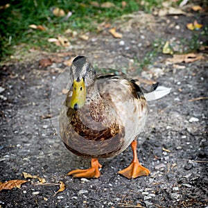 Portrait of a mallard duck photo