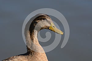 Portrait of Mallard Duck Variety