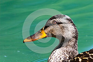 Portrait of a Mallard Hen