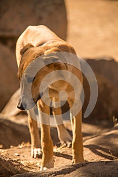 Portrait of a malnourished mixed breed dog in rural zimbabwe