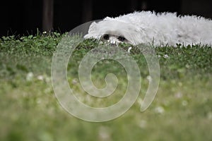 Portrait of maltese dog lying in grass feeling sad