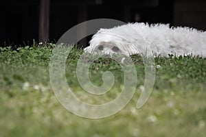 Portrait of maltese dog lying in grass feeling sad