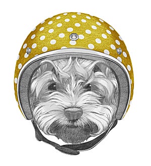 Portrait of Maltese Poodle with Helmet.