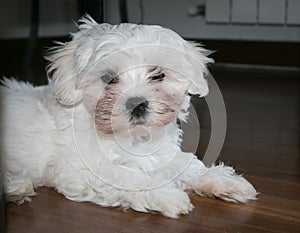 Portrait of maltese puppy dog sitting on the floor