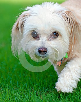 Portrait of maltipoo dog