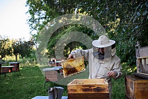 Portrait of man beekeeper holding honeycomb frame full of bees in apiary.