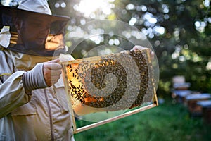 Portrait of man beekeeper holding honeycomb frame full of bees in apiary.