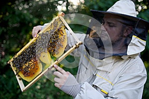 Portrait of man beekeeper holding honeycomb frame full of bees in apiary.