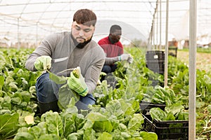 Portrait of man horticulturist picking mangold in greenhouse