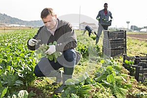 Portrait of man horticulturist picking spinach on the field