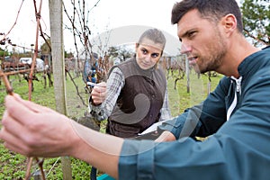 portrait man pruning vineyard