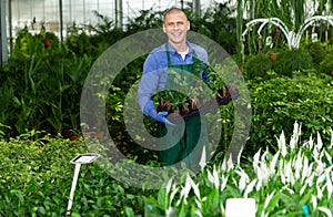 Portrait of man tending and cultivating flowers