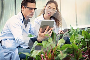 Portrait of Man and Woman agricultural researcher holding tablet while working on research at plantation in industrial greenhouse