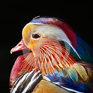 Portrait of Mandarin Duck