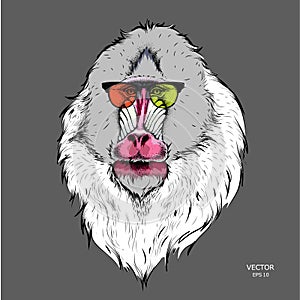 Portrait of the Mandrill in the colored glasses. Think different. Vector illustration. photo