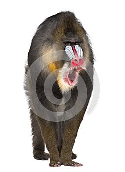 Portrait of Mandrill, Mandrillus sphinx